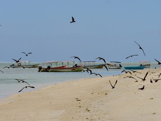 Envol, Ile aux Cocos, Rodrigues, Maurice