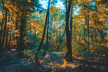 orange and green colored forest with silhouette trees