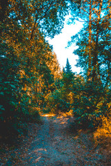 typical footpath at forest nature scene