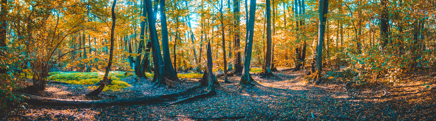 big panorama of german forest at autumn with some fallen leafs on the ground and orange colored trees