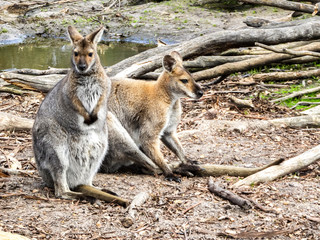 kangaroos relaxing