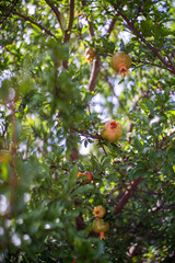 ripe red apples on a French tree