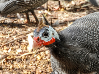 Obraz premium guineafowl