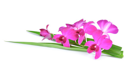 Fototapeta na wymiar Purple Orchid on white background