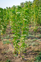 Fototapeta na wymiar seedlings of fruit trees grow in rows in the field for cultivation and sale of new varieties of trees