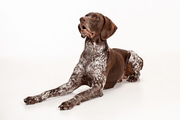 German Shorthaired Pointer - Kurzhaar puppy dog isolated on white studio background
