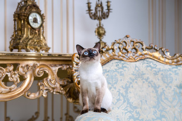 Beautiful rare breed of cat Mekongsky Bobtail female pet cat without tail sits interior of European architecture on retro vintage chic royal armchair 18th century Versailles palace. Baroque furniture