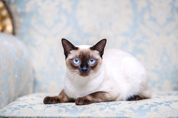 Beautiful rare breed of cat Mekongsky Bobtail female pet cat without tail sits interior of European...