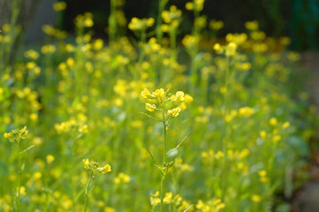 Field flowers on a meadow Selective focus