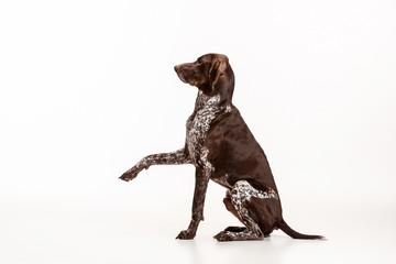 German Shorthaired Pointer - Kurzhaar puppy dog isolated on white studio background