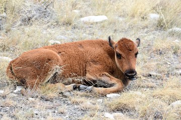 baby bison laying down