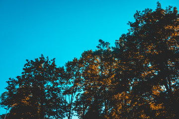 darken treetops in orange colors with blue sky for copyspace