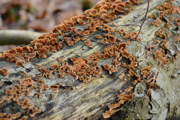 Pilze auf Holzstamm