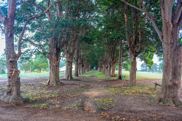 Rows of trees in rural landscape