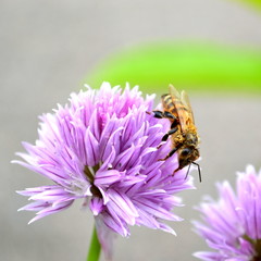 Biene auf Blüte