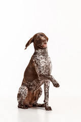 German Shorthaired Pointer - Kurzhaar puppy dog isolated on white studio background