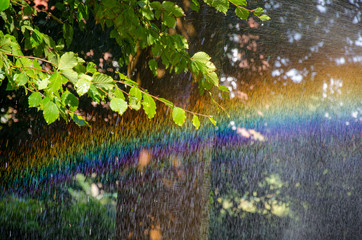 Rainbow in the forest