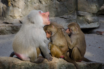 berlin zoo baboons