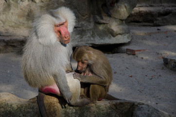 Berlin zoo baboons