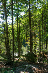 Forest in Adamello Brenta National Park, South Tyrol / Italy