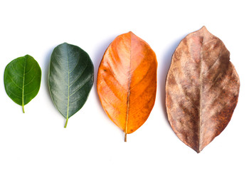 Different color and age of leaves of the jackfruit tree leaves from fresh green to dry brown on white background.