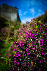 Obraz premium Purple Heather in Front of Tioram Castle, Loch Moidart, Lochaber, Highland, Scotland