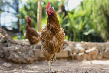 Organic chickens in their corral.