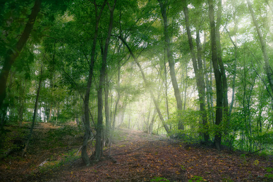 Fototapeta Leafy forest in a summer afternoon