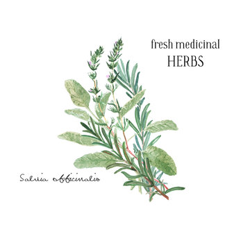 Watercolor illustration. A bunch of fresh culinary and medicinal herbs and branches. Floral design element perfect for wedding invitations, greeting cards, blogs, prints, postcards, social media posts