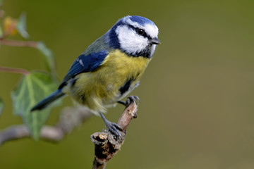 Fototapeta premium Modraszka