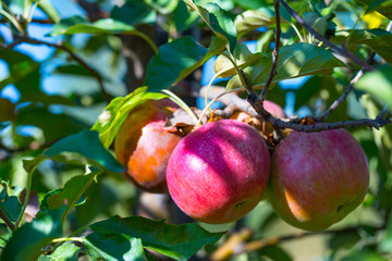 Ripe fruits of red apples on the branches of young apple trees. A sunny autumn day in farmer's orchards.
