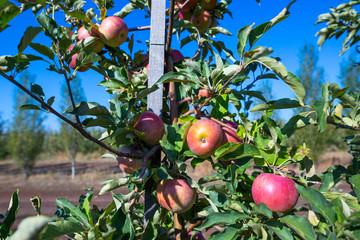 Ripe fruits of red apples on the branches of young apple trees. A sunny autumn day in farmer's orchards.