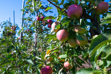Ripe fruits of red apples on the branches of young apple trees. A sunny autumn day in farmer's orchards.