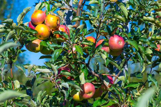 Ripe fruits of red apples on the branches of young apple trees. A sunny autumn day in farmer's orchards.