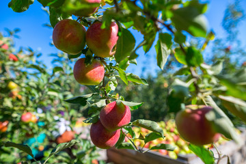 Ripe fruits of red apples on the branches of young apple trees. A sunny autumn day in farmer's orchards.