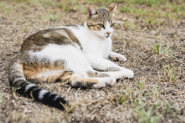 Independent and lazy street cats.