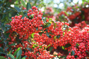Beautiful red berries on Pyracantha bush. Firethorn in autumn in the garden