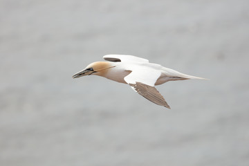 Laterally flight picture of a northern gannet