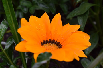 Flower with Waterdrop