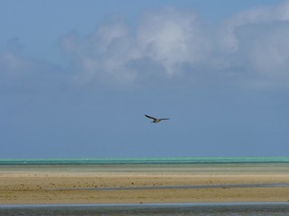 Oiseau dans un ciel bleu,  horizon émeraude, sable doré, lagon turquoise, Rodrigues, Maurice