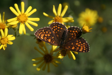 Brown and orange butterfly on yellow flowers. Melitaea diamina butterfly on wild flower
