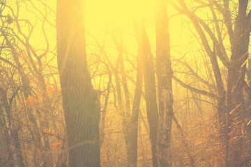 trees in the morning fog