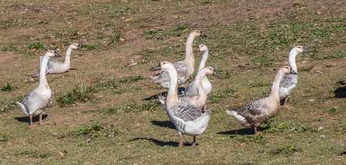 Freilandhaltung Gänse