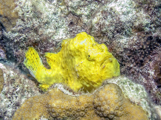 Caribbean coral reef