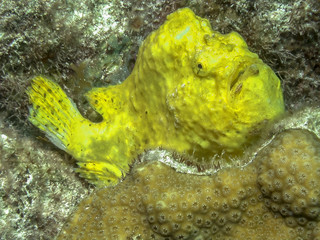 Caribbean coral reef