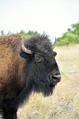 close up of a bison