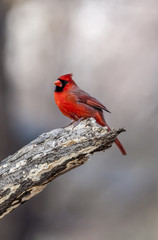 Northern cardinal ,Cardinalis cardinalis