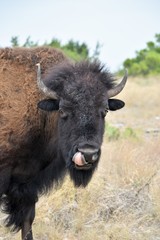 close up of a bison