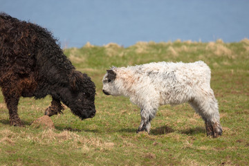 Fototapeta premium White Galloway calf. In nature conservation Galloway cattle are increasingly being used for the care of fallow land and extensive grassland