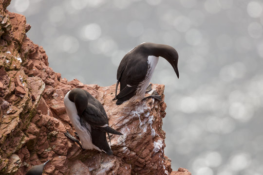 Common guillemots on the steep coast of Heligoland